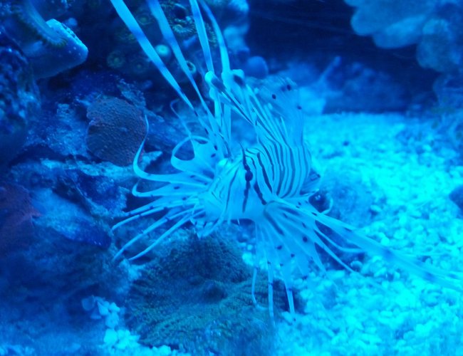 saltwater fish - pterois volitans - volitan lionfish, colored stocking in 72 gallons tank - Baby Lion saltwater fish - pterois volitans - volitan lionfish, colored stocking in 72 gallons tank - Baby Lion
