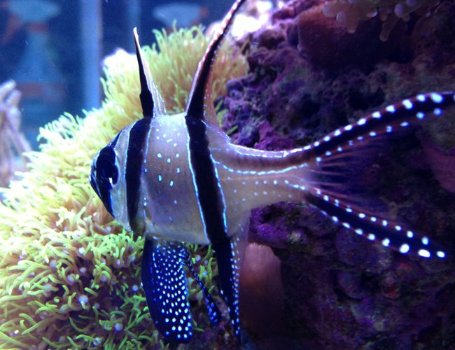 saltwater fish - pterapogon kauderni stocking in 90 gallons tank - tank bred banggai cardinalfish saltwater fish - pterapogon kauderni stocking in 90 gallons tank - tank bred banggai cardinalfish