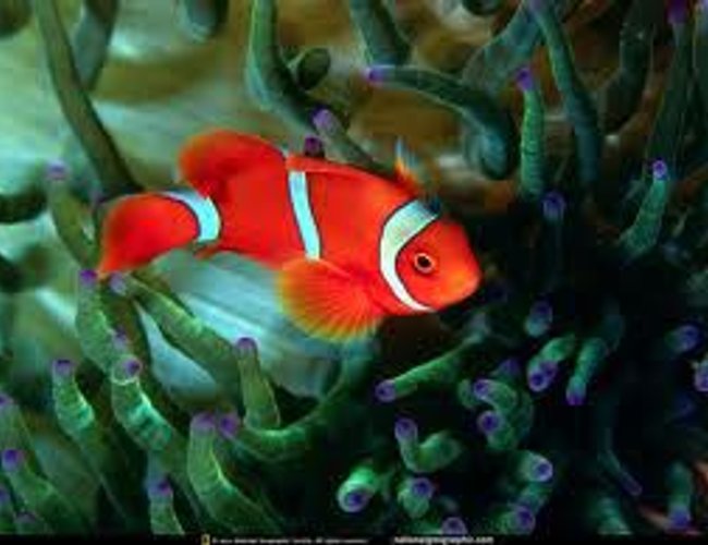 saltwater fish - premnas biaculeatus - yellowstripe maroon clownfish stocking in 89 gallons tank - red fish saltwater fish - premnas biaculeatus - yellowstripe maroon clownfish stocking in 89 gallons tank - red fish