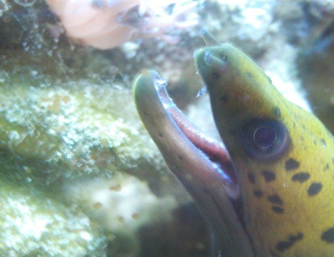saltwater fish - gymnothorax miliaris - golden moray eel stocking in 277 gallons tank - Fimbriated Moray Close up saltwater fish - gymnothorax miliaris - golden moray eel stocking in 277 gallons tank - Fimbriated Moray Close up