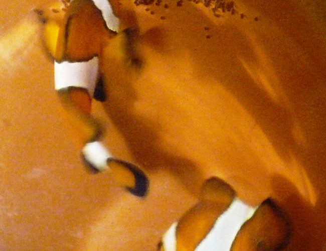 saltwater fish - amphiprion percula - true percula clownfish stocking in 92 gallons tank - Clownfish breeding saltwater fish - amphiprion percula - true percula clownfish stocking in 92 gallons tank - Clownfish breeding