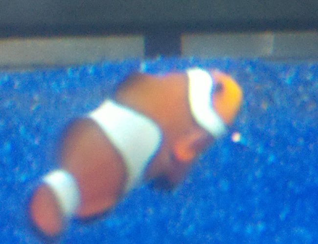 saltwater fish - amphiprion percula - true percula clownfish stocking in 55 gallons tank - Few of my clowns saltwater fish - amphiprion percula - true percula clownfish stocking in 55 gallons tank - Few of my clowns