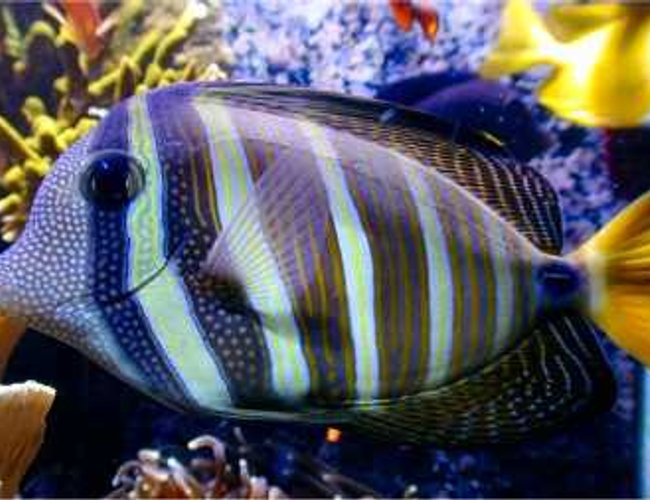 saltwater fish - zebrasoma veliferum - sailfin tang stocking in 180 gallons tank - Zambrasoma veliferum saltwater fish - zebrasoma veliferum - sailfin tang stocking in 180 gallons tank - Zambrasoma veliferum