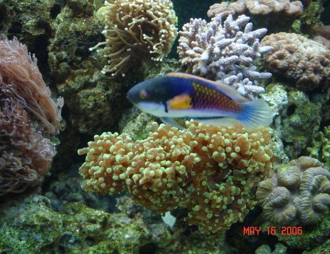 saltwater fish - cirrhilabrus solorensis - fairy wrasse stocking in 90 gallons tank - Blue Fairy Wrasse swimming past a frog spawn coral saltwater fish - cirrhilabrus solorensis - fairy wrasse stocking in 90 gallons tank - Blue Fairy Wrasse swimming past a frog spawn coral