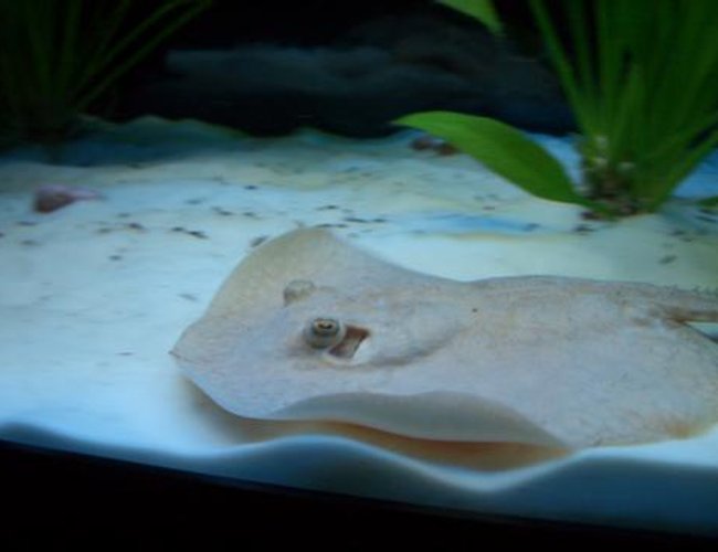 saltwater fish - urobatis halleri - round stingray stocking in 55 gallons tank - Swimming Stingray saltwater fish - urobatis halleri - round stingray stocking in 55 gallons tank - Swimming Stingray