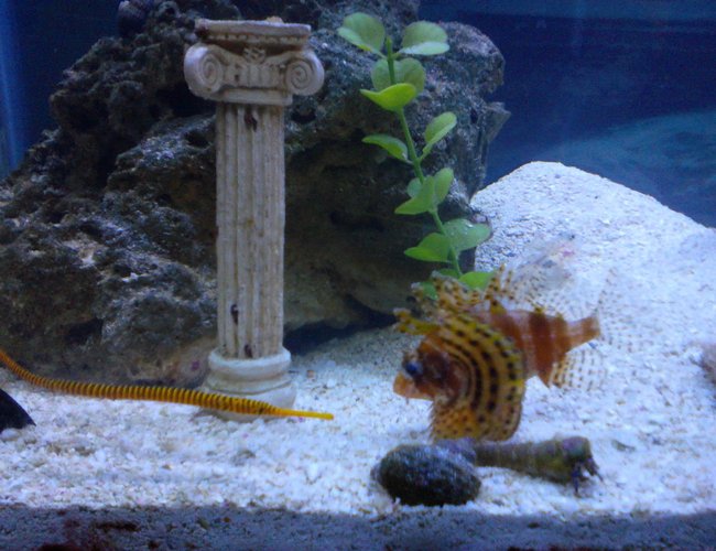 saltwater fish - dendrochirus brachypterus - fuzzy dwarf lionfish stocking in 55 gallons tank - Yellow banded pipe saltwater fish - dendrochirus brachypterus - fuzzy dwarf lionfish stocking in 55 gallons tank - Yellow banded pipe