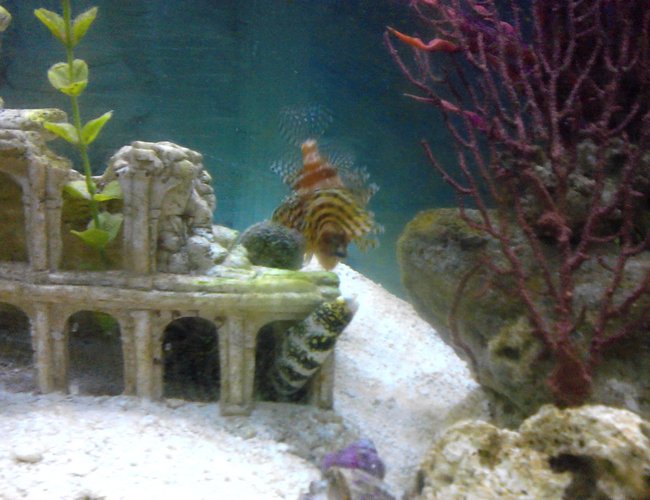 saltwater fish - echidna nebulosa - snowflake eel stocking in 55 gallons tank - fuzzy Lion and snowflake eel saltwater fish - echidna nebulosa - snowflake eel stocking in 55 gallons tank - fuzzy Lion and snowflake eel