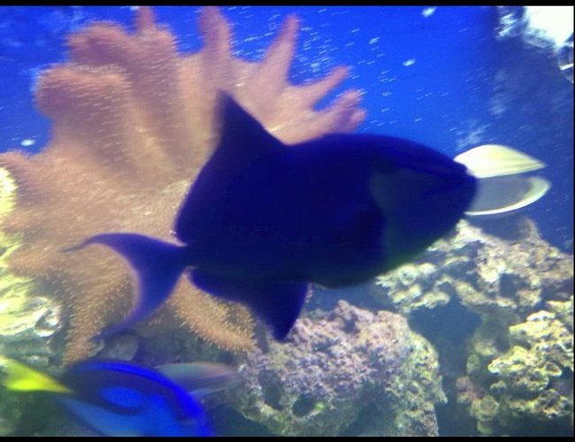 saltwater fish - odonus niger - niger triggerfish stocking in 150 gallons tank - My Niger....the bully of the tank saltwater fish - odonus niger - niger triggerfish stocking in 150 gallons tank - My Niger....the bully of the tank