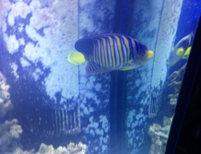 saltwater fish - pygoplites diacanthus - regal angelfish stocking in 150 gallons tank - Regal Angel saltwater fish - pygoplites diacanthus - regal angelfish stocking in 150 gallons tank - Regal Angel