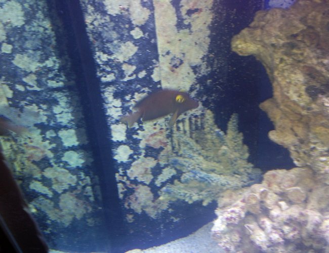 saltwater fish - ctenochaetus strigosus - kole yellow eye tang stocking in 150 gallons tank - Kole Tang saltwater fish - ctenochaetus strigosus - kole yellow eye tang stocking in 150 gallons tank - Kole Tang