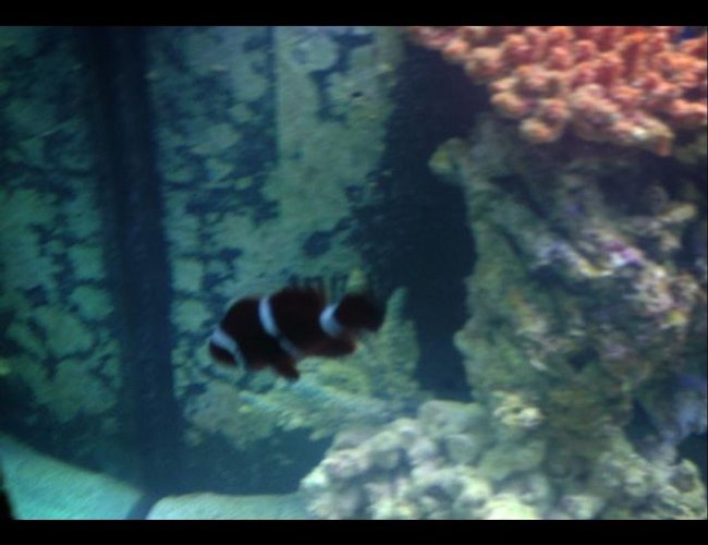 saltwater fish - premnas biaculeatus - maroon clownfish stocking in 150 gallons tank - Maroon clown saltwater fish - premnas biaculeatus - maroon clownfish stocking in 150 gallons tank - Maroon clown