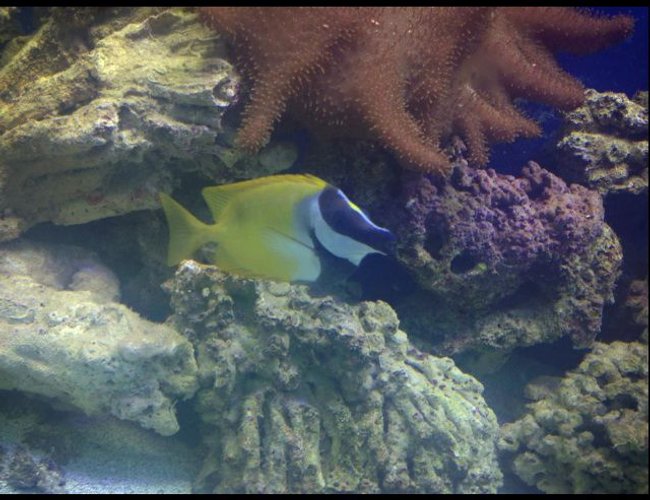 saltwater fish - siganus vulpinus - foxface lo stocking in 150 gallons tank - Foxy saltwater fish - siganus vulpinus - foxface lo stocking in 150 gallons tank - Foxy