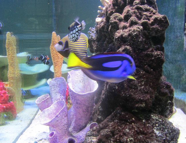 saltwater fish - paracanthurus hepatus - blue tang stocking in 150 gallons tank - Side View saltwater fish - paracanthurus hepatus - blue tang stocking in 150 gallons tank - Side View