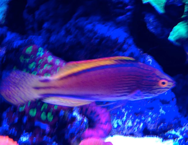 saltwater fish - cirrhilabrus lineatus - lineatus fairy wrasse stocking in 75 gallons tank - Erik's Lineatus wrasse saltwater fish - cirrhilabrus lineatus - lineatus fairy wrasse stocking in 75 gallons tank - Erik's Lineatus wrasse