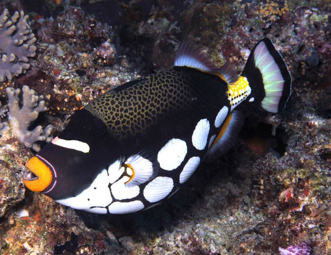 saltwater fish - balistoides conspicillum - clown triggerfish stocking in 180 gallons tank saltwater fish - balistoides conspicillum - clown triggerfish stocking in 180 gallons tank
