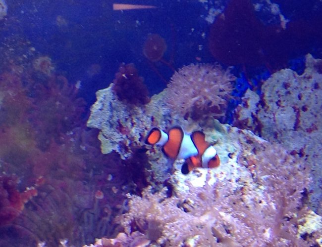 saltwater fish - amphiprion ocellaris - ocellaris clownfish stocking in 55 gallons tank - Clown fish saltwater fish - amphiprion ocellaris - ocellaris clownfish stocking in 55 gallons tank - Clown fish