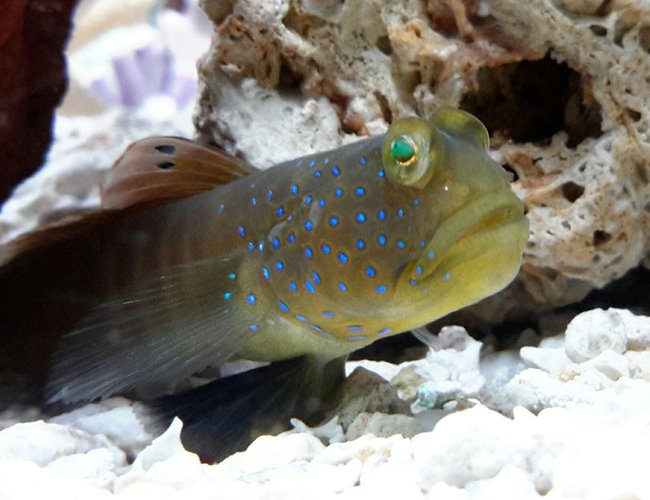 saltwater fish - cryptocentrus pavoninoides - bluespotted watchman goby stocking in 125 gallons tank - Blue Spotted Goby saltwater fish - cryptocentrus pavoninoides - bluespotted watchman goby stocking in 125 gallons tank - Blue Spotted Goby
