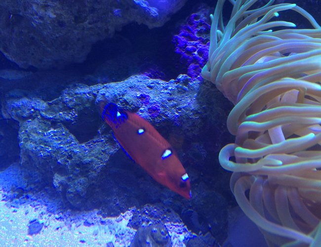 saltwater fish - coris formosa - formosa wrasse stocking in 75 gallons tank - Wrasse saltwater fish - coris formosa - formosa wrasse stocking in 75 gallons tank - Wrasse