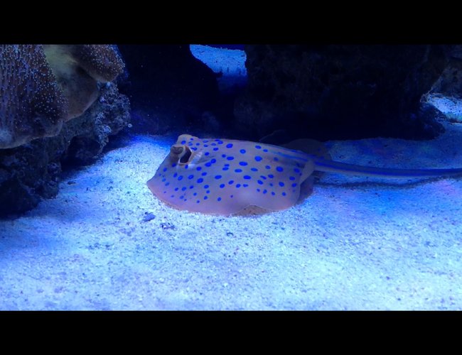 saltwater fish - taeniura lymma - blue dot stingray stocking in 510 gallons tank - Blue spotted ray saltwater fish - taeniura lymma - blue dot stingray stocking in 510 gallons tank - Blue spotted ray