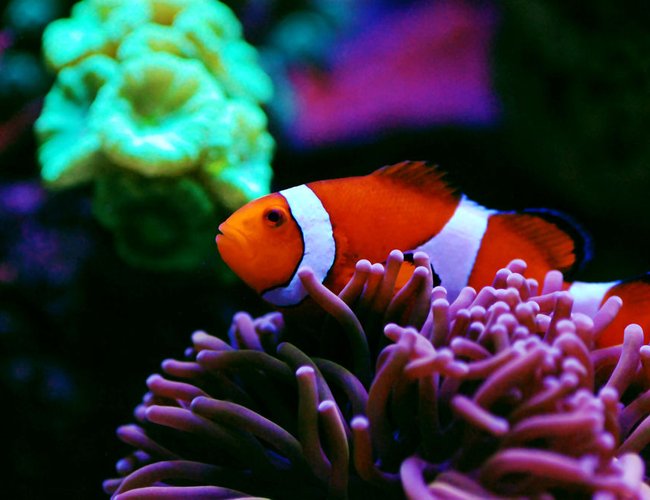 saltwater fish - amphiprion ocellaris - ocellaris clownfish, tank bred ( stocking in 105 gallons tank - Hosting saltwater fish - amphiprion ocellaris - ocellaris clownfish, tank bred ( stocking in 105 gallons tank - Hosting