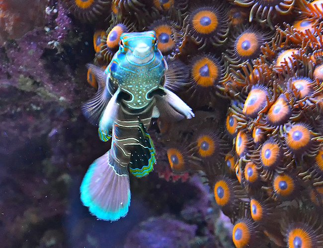 saltwater fish - spotted mandarin (synchiropus pi stocking in 240 gallons tank - My Green spotted Dragonet saltwater fish - spotted mandarin (synchiropus pi stocking in 240 gallons tank - My Green spotted Dragonet