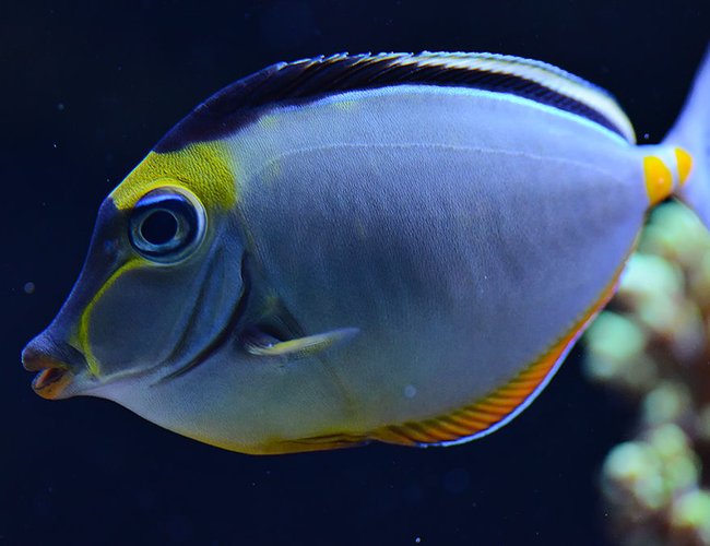 saltwater fish - naso lituratus - naso tang stocking in 240 gallons tank - My Lipstick Tang saltwater fish - naso lituratus - naso tang stocking in 240 gallons tank - My Lipstick Tang