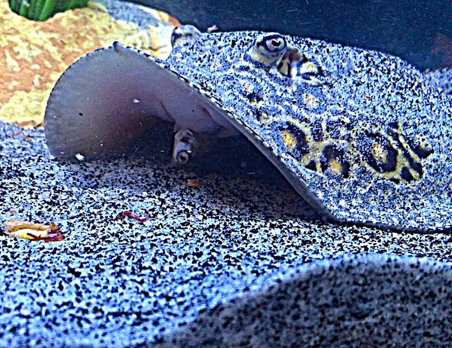 saltwater fish stocking in 100 gallons tank - Medusa; Marble motoro stingray 1 year old saltwater fish stocking in 100 gallons tank - Medusa; Marble motoro stingray 1 year old