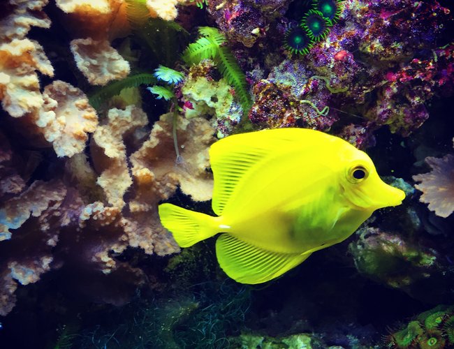 saltwater fish stocking in 55 gallons tank - Yellow tang saltwater fish stocking in 55 gallons tank - Yellow tang