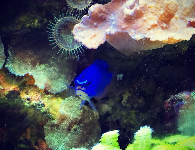 saltwater fish stocking in 55 gallons tank - blue devil saltwater fish stocking in 55 gallons tank - blue devil