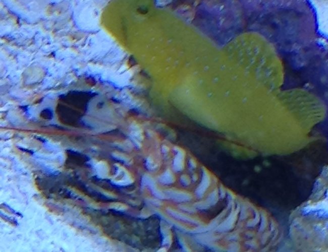 saltwater fish stocking in 29 gallons tank - Best Buds saltwater fish stocking in 29 gallons tank - Best Buds