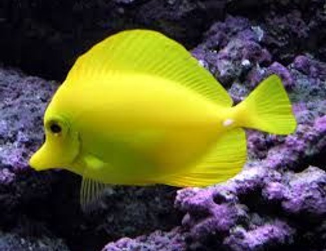 saltwater fish stocking in 125 gallons tank - My Yellow Tang - Sunny saltwater fish stocking in 125 gallons tank - My Yellow Tang - Sunny