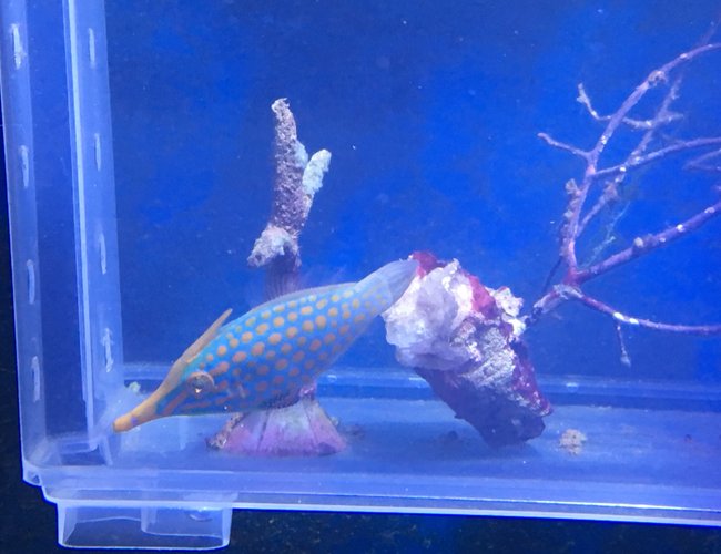 saltwater fish stocking in 90 gallons tank - Orange spotted filefish training onto masstick and flake.
4 weeks and feeding in main tank now. saltwater fish stocking in 90 gallons tank - Orange spotted filefish training onto masstick and flake.
4 weeks and feeding in main tank now.