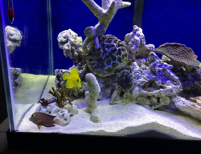 saltwater fish stocking in 75 gallons tank - Yellow tang saltwater fish stocking in 75 gallons tank - Yellow tang