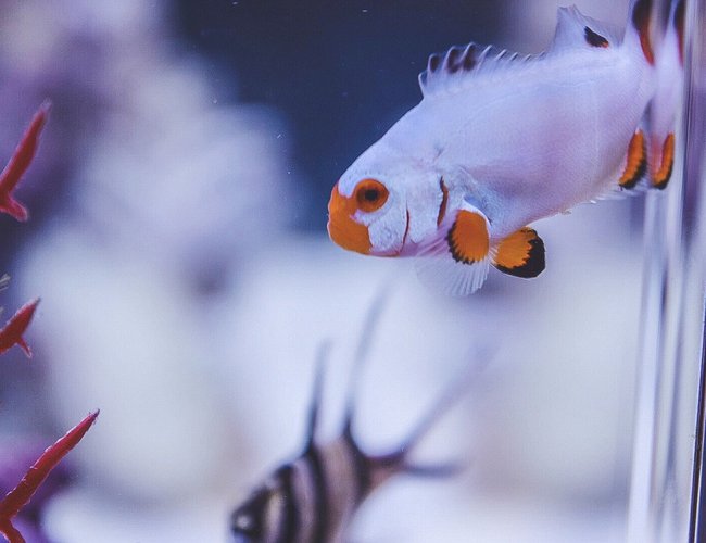 saltwater fish stocking in 30 gallons tank - Platinum percula saltwater fish stocking in 30 gallons tank - Platinum percula