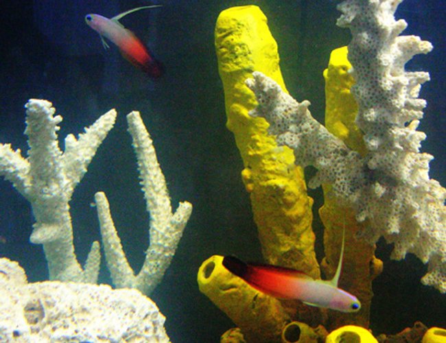 saltwater fish - nemateleotris magnifica - firefish stocking in 55 gallons tank - Fire Goby's To the Rescue!!! saltwater fish - nemateleotris magnifica - firefish stocking in 55 gallons tank - Fire Goby's To the Rescue!!!