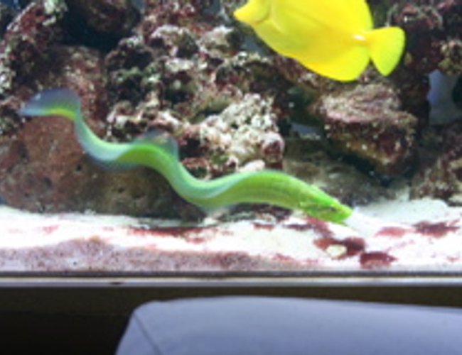 saltwater fish - congrogadus subducens - wolf eel stocking in 100 gallons tank - My awesome green wolf eel!!!! saltwater fish - congrogadus subducens - wolf eel stocking in 100 gallons tank - My awesome green wolf eel!!!!
