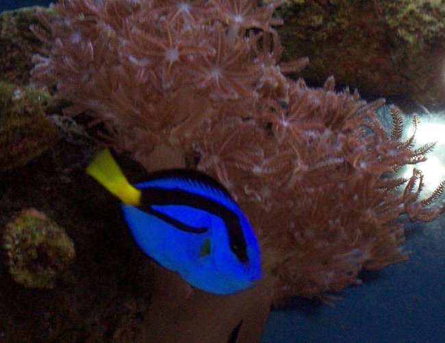 saltwater fish - paracanthurus hepatus - blue tang stocking in 40 gallons tank - Hippo Tang swimming past a Pulsing Xenia saltwater fish - paracanthurus hepatus - blue tang stocking in 40 gallons tank - Hippo Tang swimming past a Pulsing Xenia
