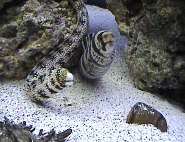 saltwater fish - echidna nebulosa - snowflake eel stocking in 125 gallons tank - there buddies. always chillin together.. saltwater fish - echidna nebulosa - snowflake eel stocking in 125 gallons tank - there buddies. always chillin together..