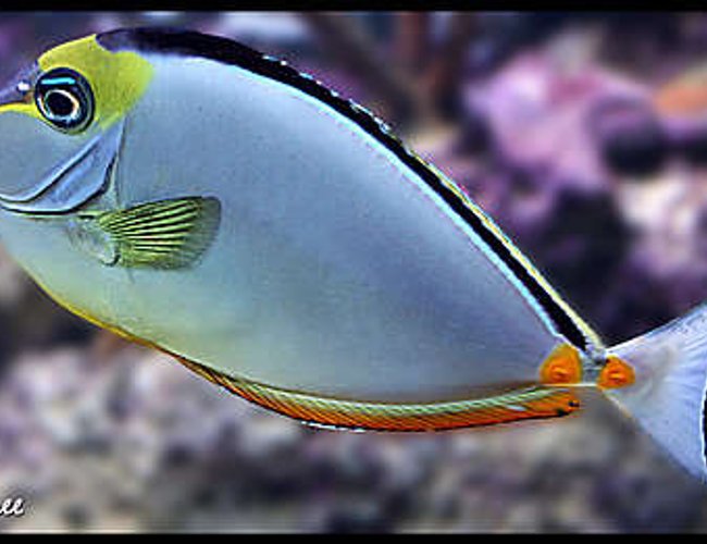 saltwater fish - naso lituratus - naso tang stocking in 125 gallons tank - 2 yr old Naso Tang saltwater fish - naso lituratus - naso tang stocking in 125 gallons tank - 2 yr old Naso Tang