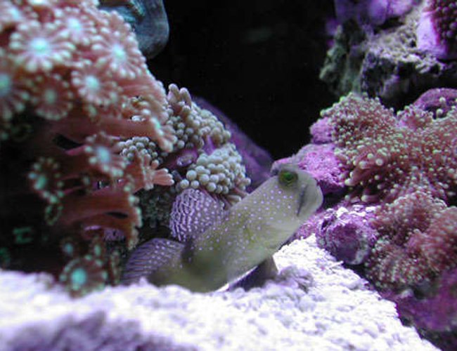 saltwater fish - cryptocentrus cinctus - yellow watchman goby stocking in 20 gallons tank - Yellow Watchman Goby saltwater fish - cryptocentrus cinctus - yellow watchman goby stocking in 20 gallons tank - Yellow Watchman Goby