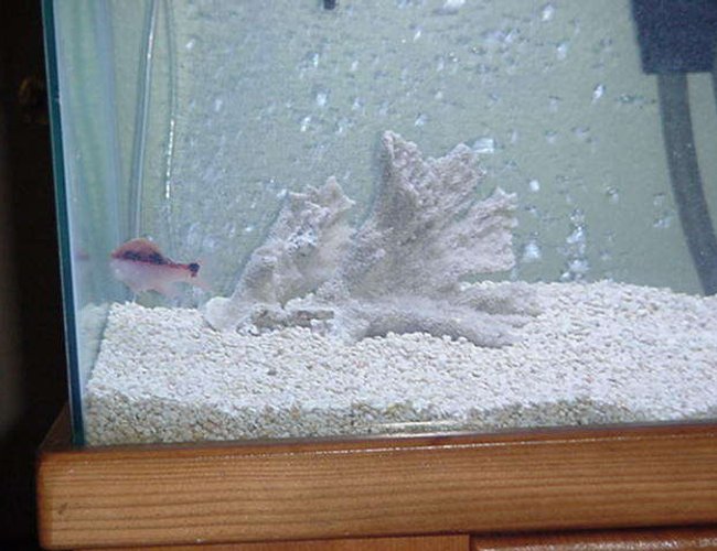 saltwater fish - achoerodus viridis - eastern blue groper stocking in 90 gallons tank - Grooper( AKA MR Mean)Came out same tank in the pet Shop. Using them for the cycle. They are hardey Falling in love with them will hate to get ride of them after they done there work! But they too mean.Going to keep them they in there own Tank(World) now lol saltwater fish - achoerodus viridis - eastern blue groper stocking in 90 gallons tank - Grooper( AKA MR Mean)Came out same tank in the pet Shop. Using them for the cycle. They are hardey Falling in love with them will hate to get ride of them after they done there work! But they too mean.Going to keep them they in there own Tank(World) now lol
