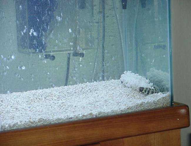 saltwater fish - echidna nebulosa - snowflake eel stocking in 90 gallons tank - My Cycle EEL Came out same tank in the pet Shop. Using them for the cycle.Falling in love with them will hate to get ride of them after they done there work! But they too mean. saltwater fish - echidna nebulosa - snowflake eel stocking in 90 gallons tank - My Cycle EEL Came out same tank in the pet Shop. Using them for the cycle.Falling in love with them will hate to get ride of them after they done there work! But they too mean.