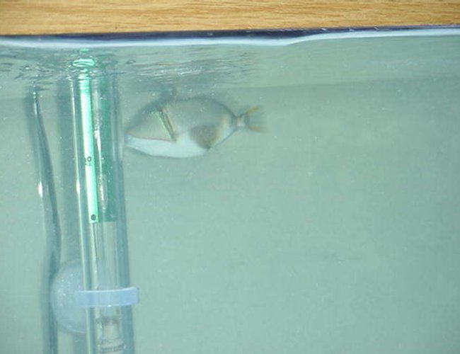 saltwater fish - rhinecanthus verrucosus - bursa triggerfish stocking in 90 gallons tank - Trigger saltwater fish - rhinecanthus verrucosus - bursa triggerfish stocking in 90 gallons tank - Trigger