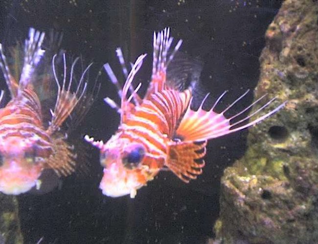 saltwater fish - pterois antennata - antennata lionfish stocking in 90 gallons tank - Leofish saltwater fish - pterois antennata - antennata lionfish stocking in 90 gallons tank - Leofish