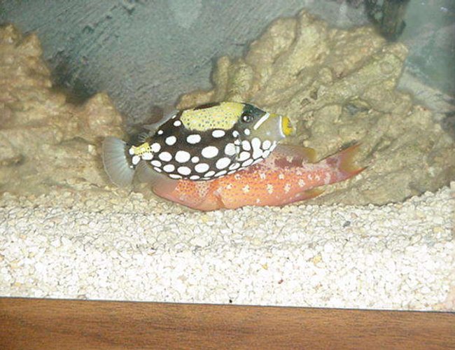 saltwater fish - balistoides conspicillum - clown triggerfish stocking in 90 gallons tank - And they have a new buddie saltwater fish - balistoides conspicillum - clown triggerfish stocking in 90 gallons tank - And they have a new buddie