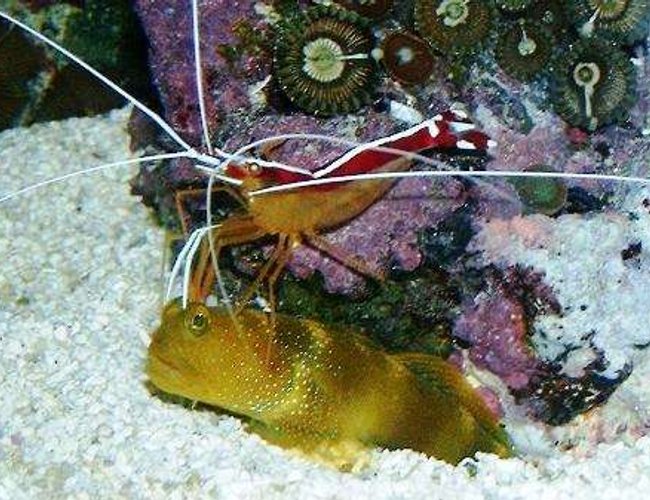 saltwater fish - cryptocentrus cinctus - yellow watchman goby stocking in 160 gallons tank - A gobie have a shampoo by a lysmata ! saltwater fish - cryptocentrus cinctus - yellow watchman goby stocking in 160 gallons tank - A gobie have a shampoo by a lysmata !
