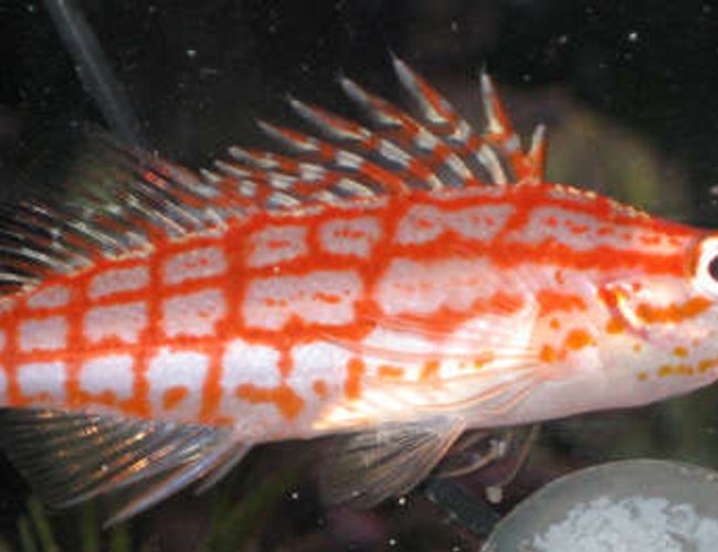 saltwater fish - oxycirrhites typus - longnose hawkfish stocking in 38 gallons tank - longnosed hawkfish in tank 1 saltwater fish - oxycirrhites typus - longnose hawkfish stocking in 38 gallons tank - longnosed hawkfish in tank 1