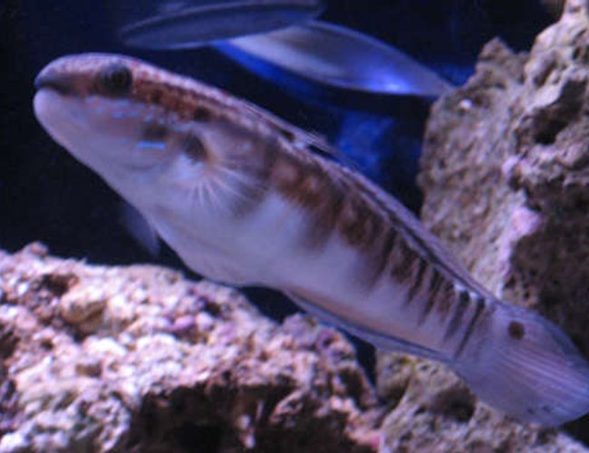 saltwater fish - amblygobius phalaena - bullet goby stocking in 38 gallons tank - Tank 1 bullet goby in front of live rock saltwater fish - amblygobius phalaena - bullet goby stocking in 38 gallons tank - Tank 1 bullet goby in front of live rock