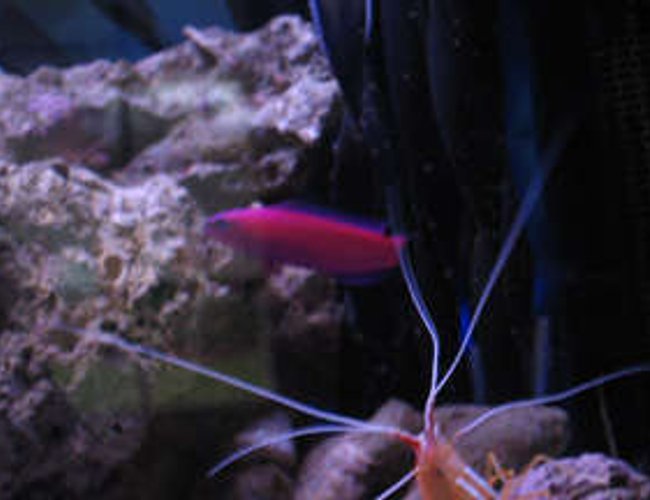 saltwater fish - pseudochromis porphyreus - purple pseudochromis stocking in 38 gallons tank - tank 1 purple psuedo saltwater fish - pseudochromis porphyreus - purple pseudochromis stocking in 38 gallons tank - tank 1 purple psuedo