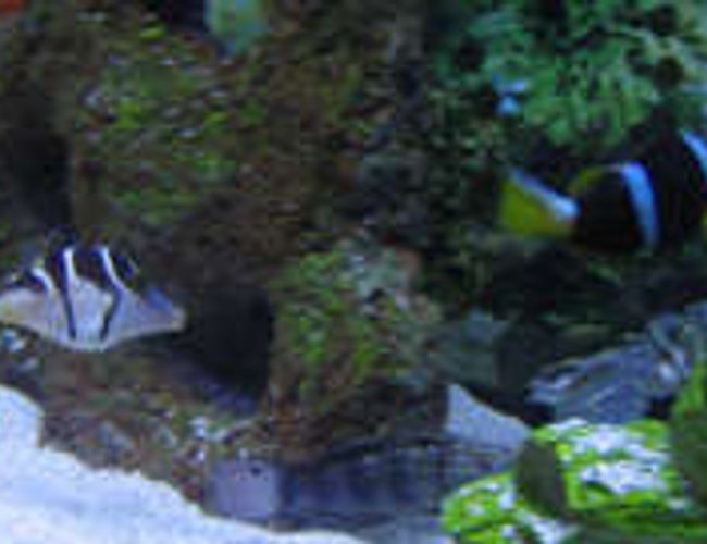 saltwater fish - canthigaster valentini - saddle valentini puffer stocking in 38 gallons tank - tank 2, valentini puffer, clownfish, and bullet goby. saltwater fish - canthigaster valentini - saddle valentini puffer stocking in 38 gallons tank - tank 2, valentini puffer, clownfish, and bullet goby.